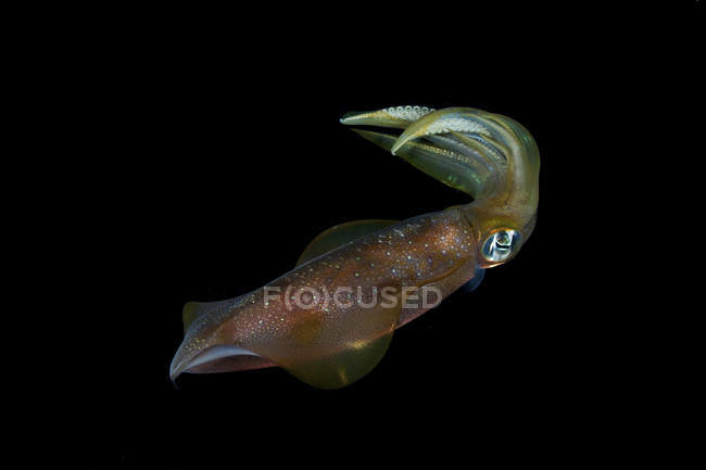 Bunte Tintenfische auf schwarz — Stockfoto