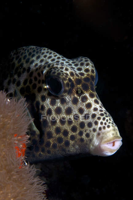 Smooth trunkfish head — Stock Photo