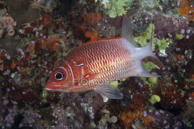 Tailspot squirrelfish gros plan — Photo de stock