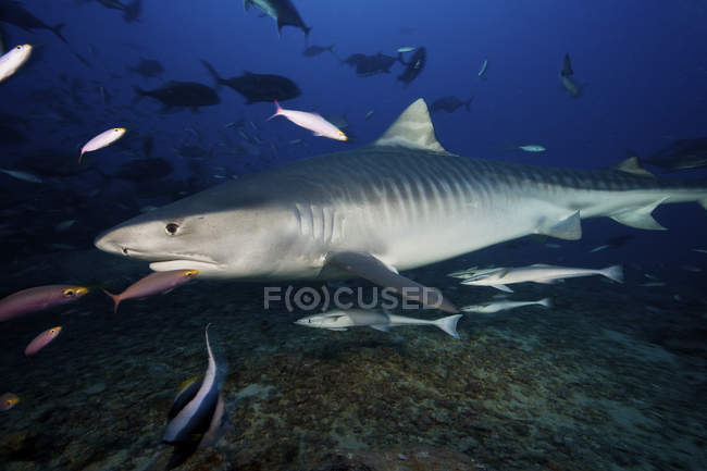 Tubarão tigre nadando com isca de peixe — Fotografia de Stock