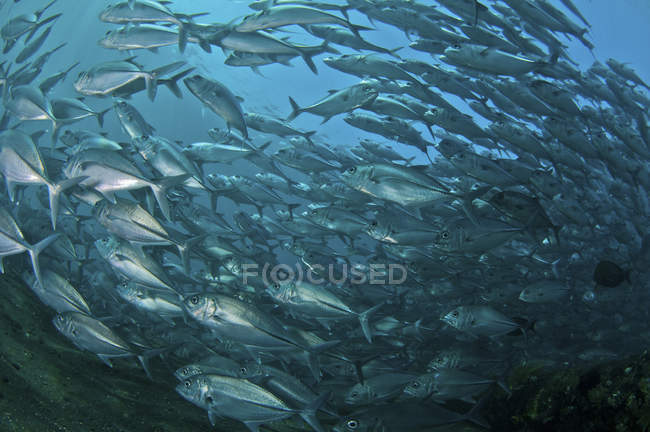 Bando de peixes trevalmente — Fotografia de Stock