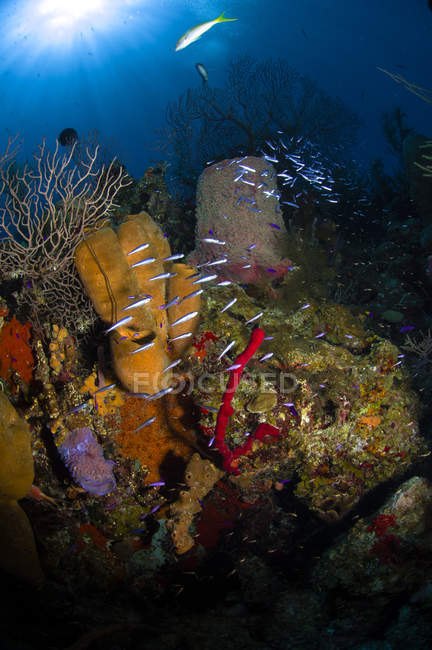 Coral and sponge reefscape — Stock Photo
