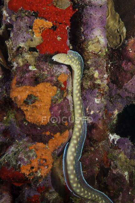 Anguille à queue fine sur le récif — Photo de stock