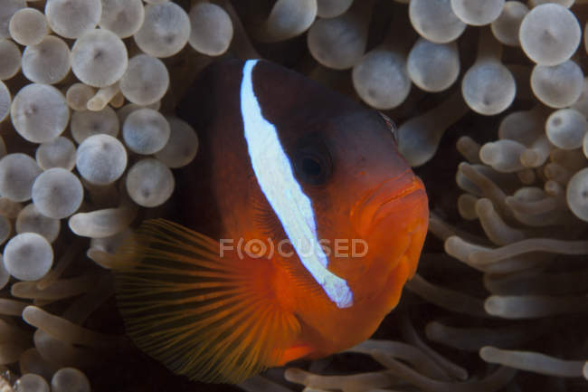 Clownfish swimming near host anemone — Stock Photo