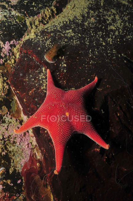 Estrella de mar roja y limpet - foto de stock