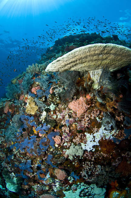 Escena de arrecife con corales y peces - foto de stock