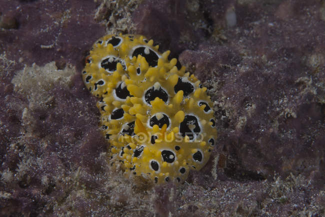 Phyllidia ocellata nudibranch in Laguna di Beqa — Foto stock