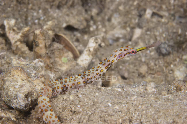 Scribbled pipefish on seabed — Stock Photo