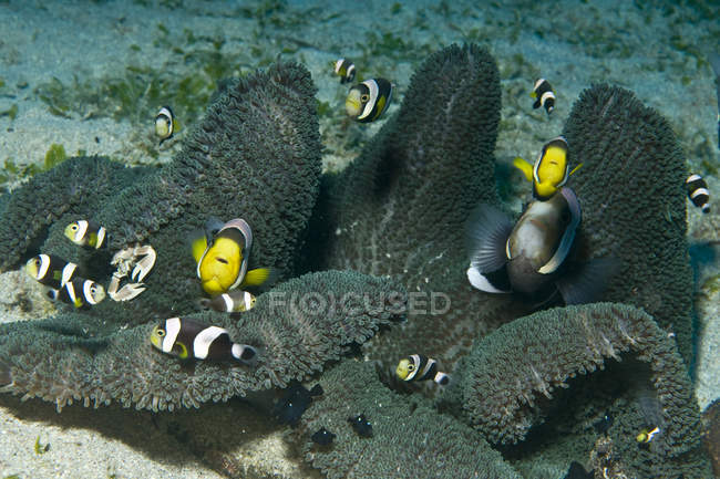Clownfish in dark grey anemone — стоковое фото