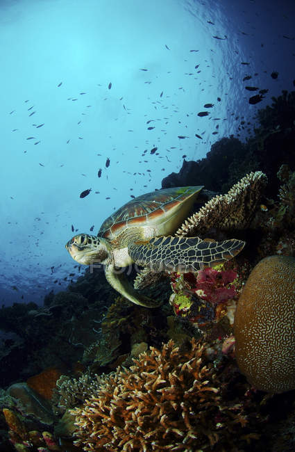 Grüne Meeresschildkröte ruht auf Korallen — Stockfoto