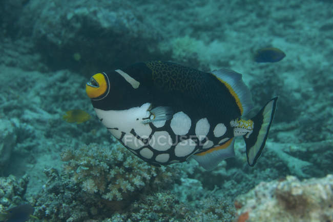 Клоун triggerfish плавання на лагуну Бека — стокове фото