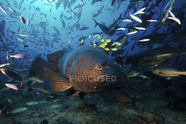 Grouper com rebanho de ouro trevally — Fotografia de Stock