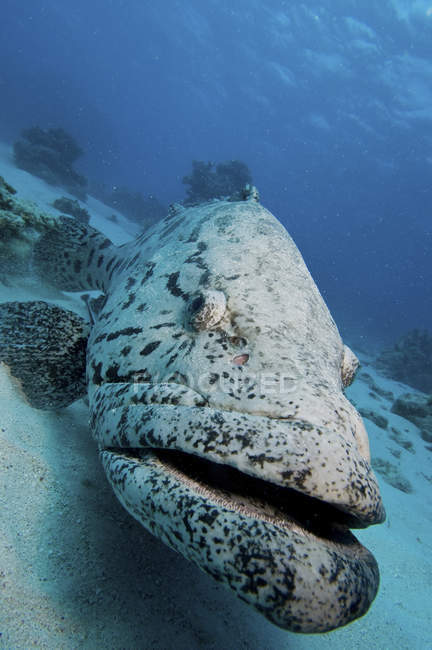 Giant grouper on seabed — Stock Photo