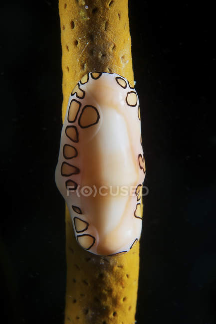 Escargot de langue flamant sur corail mou — Photo de stock