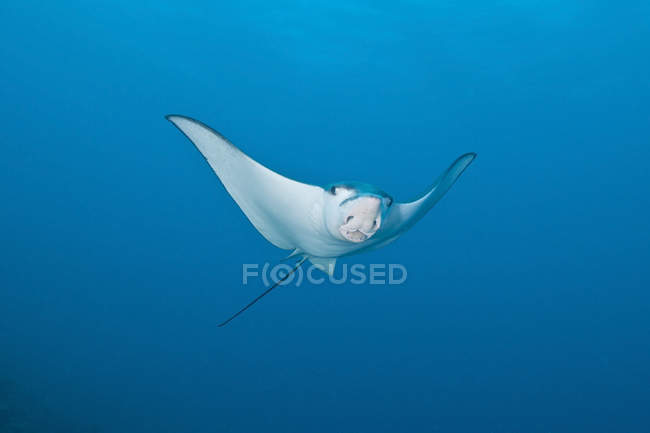 Eagle ray in blue water — Stock Photo
