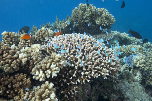 Стоні коралів в лагуни Бека — стокове фото