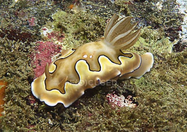 Chromodoris coi beige nudibranch — Stock Photo