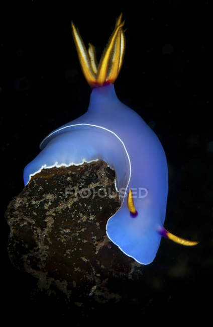 Hypselodoris bulockii морской слизень — стоковое фото
