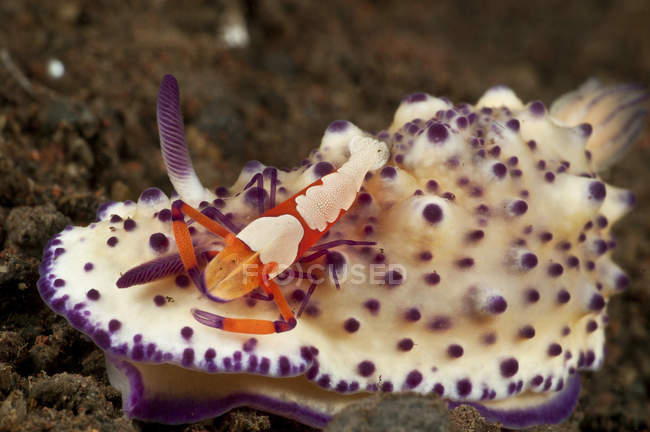 Mexichromis multitubeculata nudibranch with emperor shrimp — Stock Photo