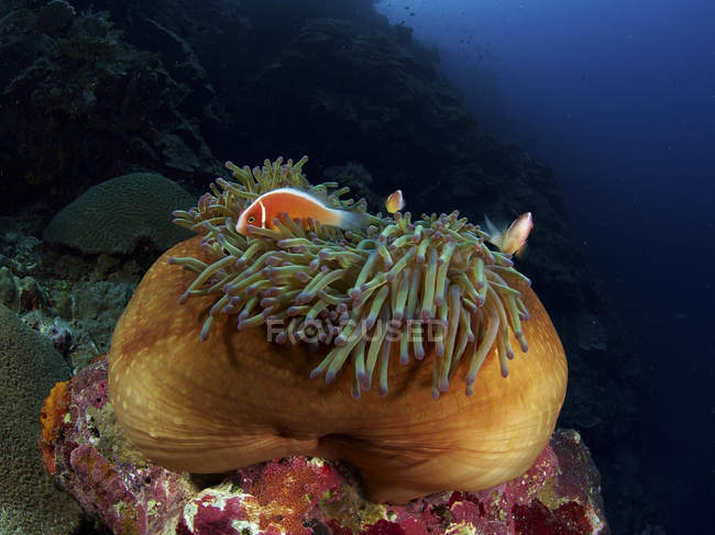 Анемона рибка в коричневому анемоні — стокове фото