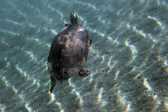 Tortuga Cooter de vientre rojo nadando a la superficie - foto de stock