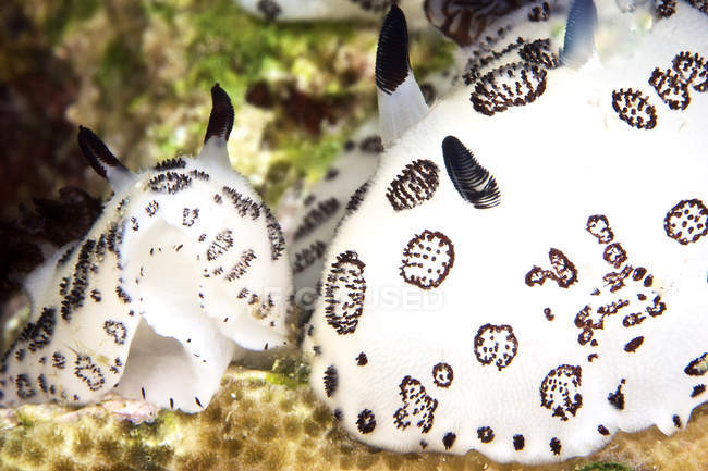 Coppia nudibranchi in Papua Nuova Guinea — Foto stock