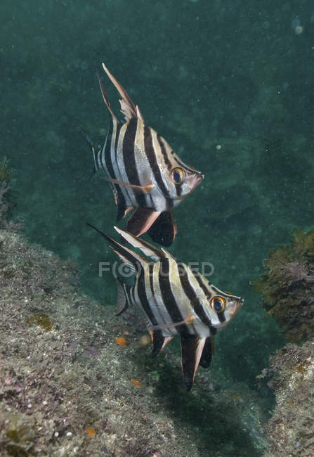 Bianco e nero vecchie mogli pesce — Foto stock