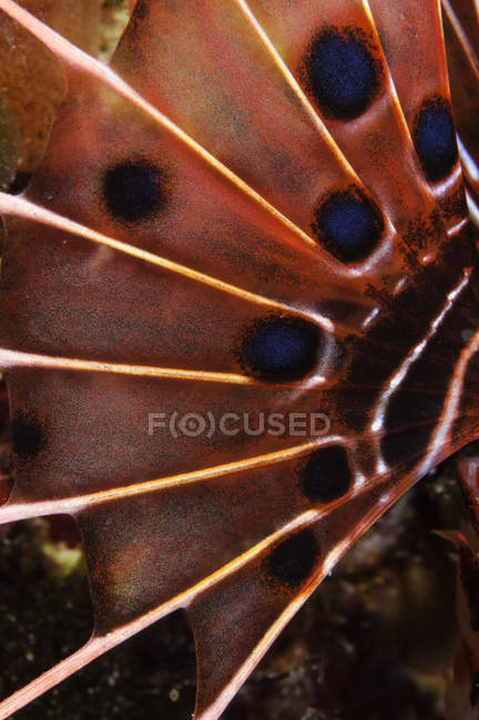 Aleta pectoral de pez escorpión - foto de stock