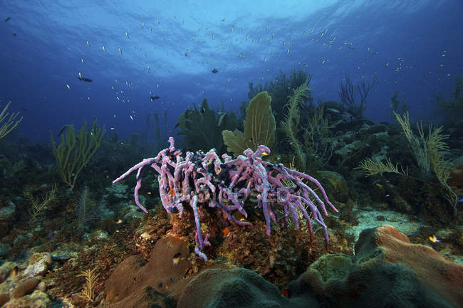 Purple sponge on deep reef — Stock Photo