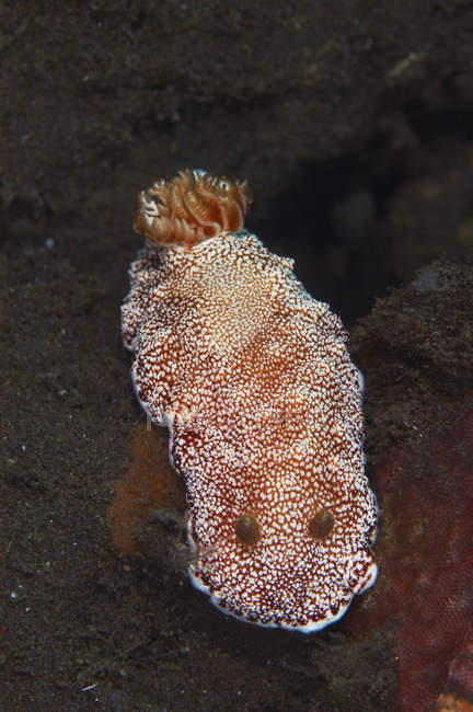 Nudibranchia rossa maculata di bianco — Foto stock