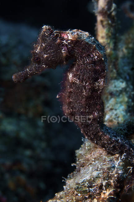 Hippocampe noir sur récif — Photo de stock