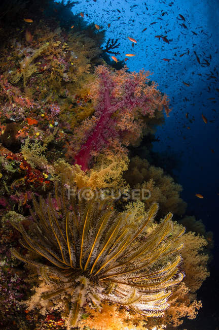 Crinoid and soft corals — Stock Photo