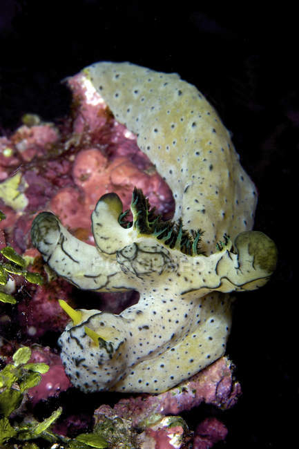 Nudibranchia che si nutre di alghe — Foto stock