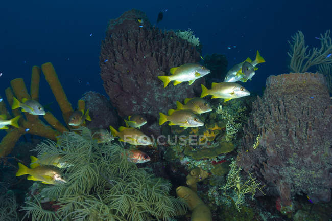 Schoolmasters flock floating over reef — Stock Photo
