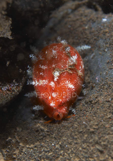 Winzige rote und weiße Kaurimuschel — Stockfoto