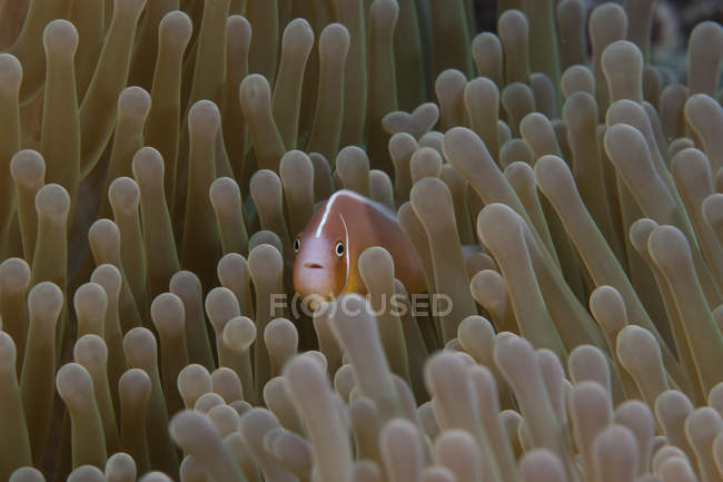 Rosafarbene Anemonenfische auf Wirtsanemone — Stockfoto