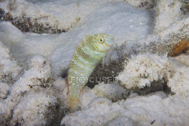 Green razorfish on coral — Stock Photo