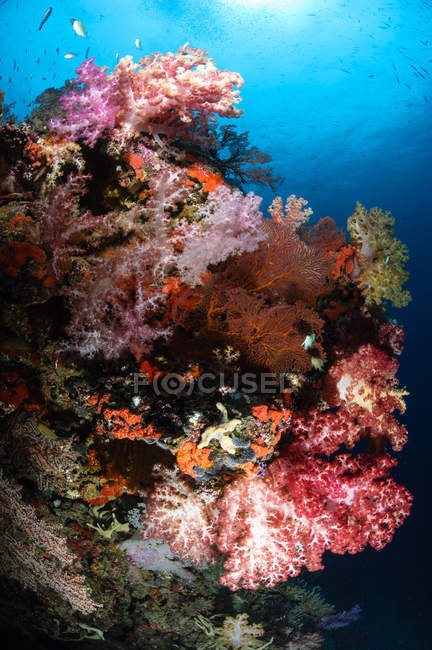 Eventails de mer et corail doux — Photo de stock