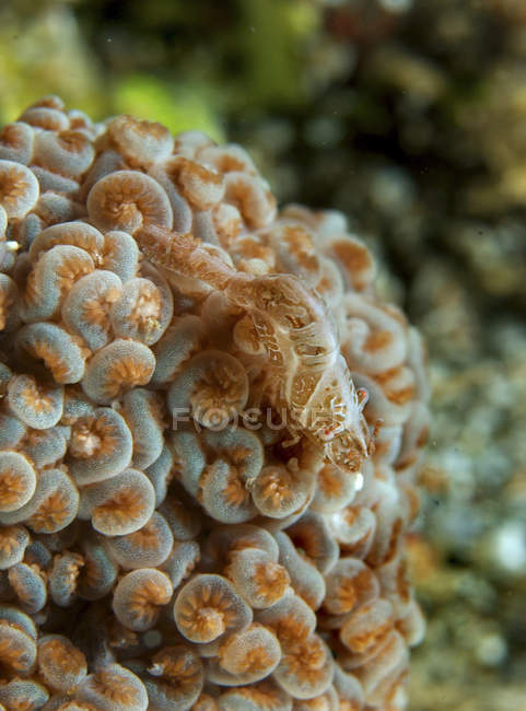 Camarão mimetizando coral macio — Fotografia de Stock