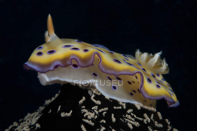 Chromodoris kuniei nudibranch em Beqa Lagoon — Fotografia de Stock