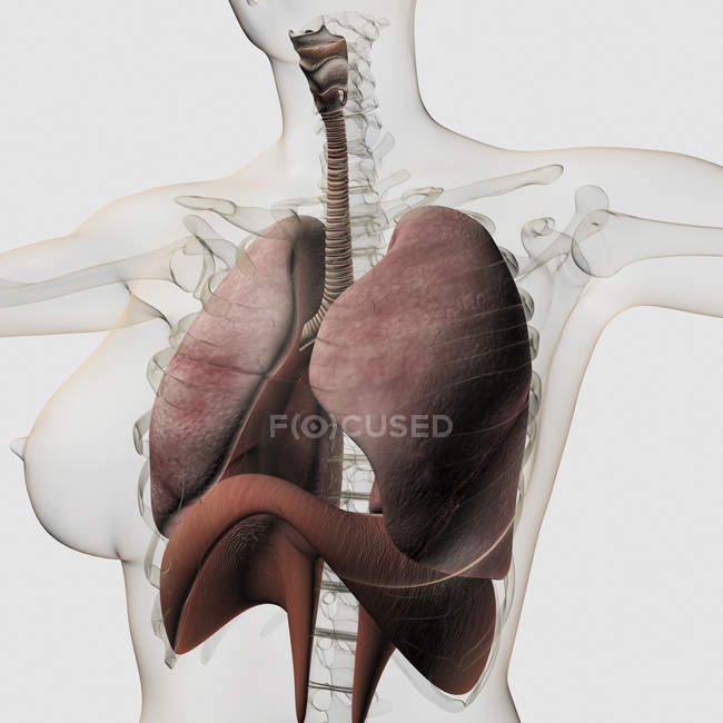 Vue tridimensionnelle du système respiratoire féminin — Photo de stock