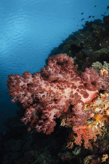 Paysage marin corail doux — Photo de stock