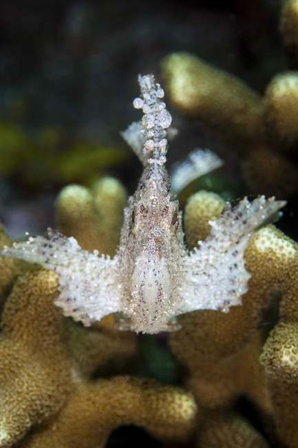 Leaf scorpionfish swimming over reef — Stock Photo