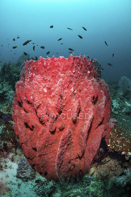 Fish swimming over barrel sponge — Stock Photo