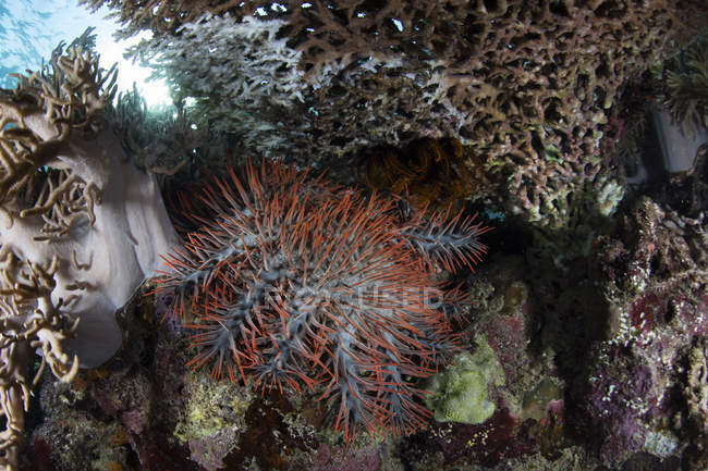 Dornenkronen-Seesterne auf Korallen — Stockfoto