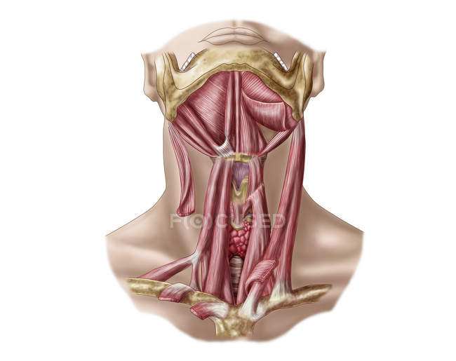Anatomie des os hyoïdes humains et des muscles du cou — Photo de stock