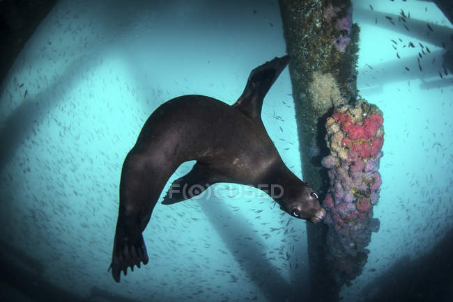 Leone marino che nuota sotto la piattaforma petrolifera — Foto stock