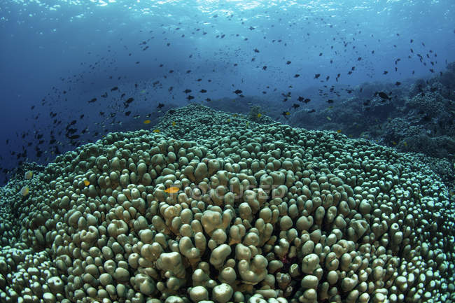 Escuela de peces sobre arrecife de coral - foto de stock