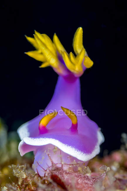Rosa orlo Hypselodoris nudibranchi — Foto stock