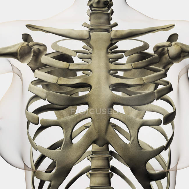 Тривимірний вигляд жіночої грудини і реберної клітки — стокове фото